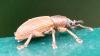Polydrusus marginatus